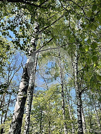 Beautiful birch forest Stock Photo