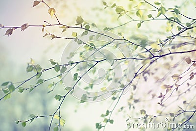 Beautiful birch tree branch with green leaves in the sky. Stock Photo