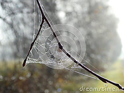 Birch tree branche with spider net, Lithuania Stock Photo