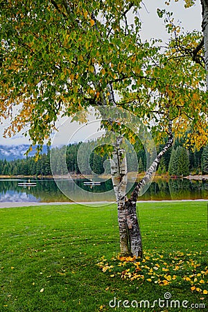 Beautiful Birch tree dropping yellow leaves. Lost Lake, Whistler, BC Stock Photo