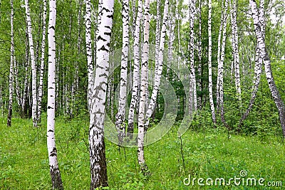 Beautiful birch trees Stock Photo