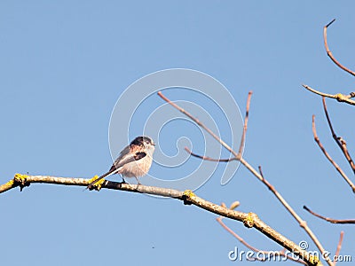 Beautiful bird in autumn tree branch up close blue sky Stock Photo