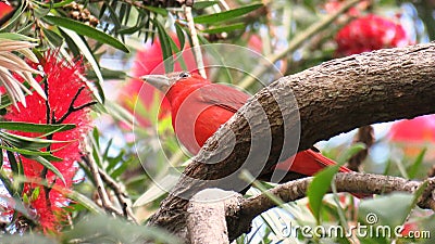 Summer tanager Stock Photo