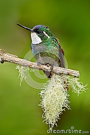 Beautiful bird. Blue and white small bird from mountain cloud forest in Costa Rica. White-throated Mountain-gem, Lampornis Stock Photo