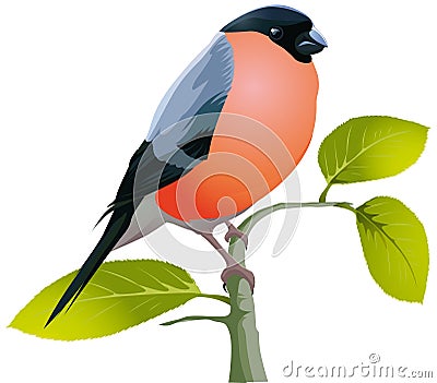 Beautiful bird bullfinch Vector Illustration