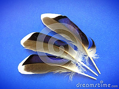 Beautiful bird feathers on violet background, Lithuania Stock Photo