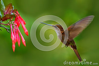 Beautiful bird with flower. Hummingbird Brown Inca, Coeligena wilsoni, flying next to beautiful pink flower, pink bloom in Stock Photo