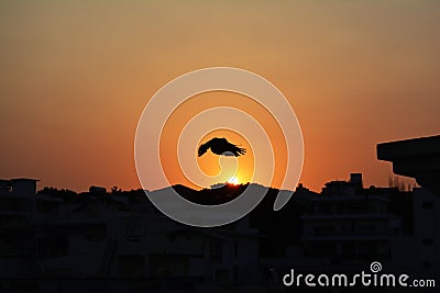 bird over beautiful sunset. Stock Photo