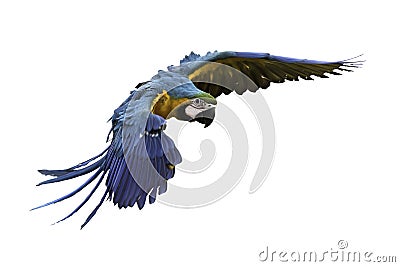 Beautiful bird flying in white background Stock Photo