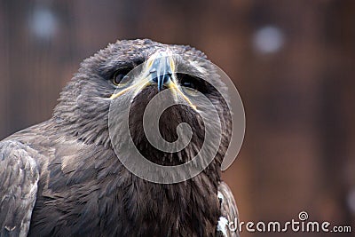 Beautiful bird genera Eagles with a large sharp beak. Stock Photo