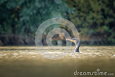 Beautiful bird gliding through the tranquil waters of a river. Stock Photo