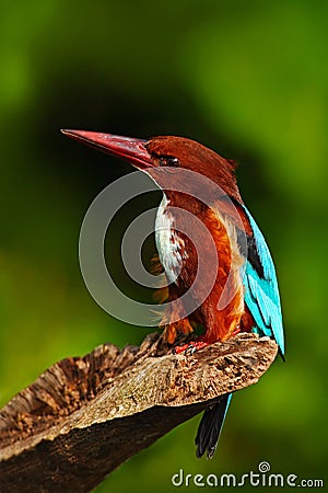 Beautiful bird from India. White-throated Kingfisher, Halcyon smyrnensis, exotic brawn and blue bird sitting on the branch, Sri La Stock Photo