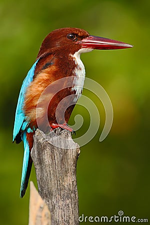 Beautiful bird from India. White-throated Kingfisher, Halcyon smyrnensis, exotic brawn and blue bird sitting on the branch, Sri La Stock Photo