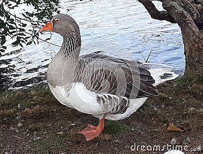 duck with puzzling look Stock Photo