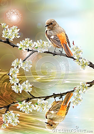 Beautiful bird looking in the pound Stock Photo