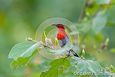 Male of Crimson Sunbird Aethopyga siparaja Stock Photo