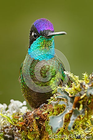 Beautiful bird in the nature forest habitat. Detail of shiny glossy bird. Magnificent Hummingbird, Eugenes fulgens, nice bird on Stock Photo