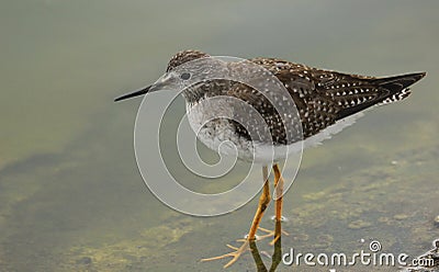 Beautiful shorebird Lesser yellowlegs Tringa flavipes Stock Photo