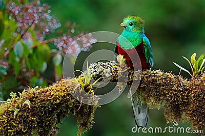 Beautiful bird in nature tropic habitat. Resplendent Quetzal, Pharomachrus mocinno, Savegre in Costa Rica, with green forest backg Stock Photo