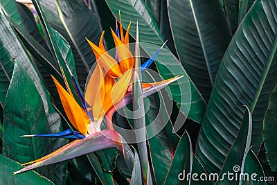 Beautiful Bird of Paradise flower & x28;Strelitzia reginae& x29; with green leaves background in tropical garden Stock Photo