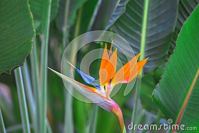 Beautiful Bird of Paradise Flower. Tropical flower Strelitzia reginae on green background Stock Photo