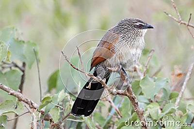 Bird with red eyes, orange black and white feathers and long black tail Stock Photo