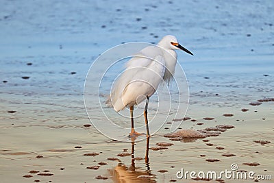 Photograph of a Snowy egret by the sea. Stock Photo