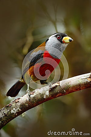 Beautiful bird from tropic forest. Exotic grey and red bird, Toucan Barbet, Semnornis ramphastinus, Bellavista, Ecuador. Red Stock Photo