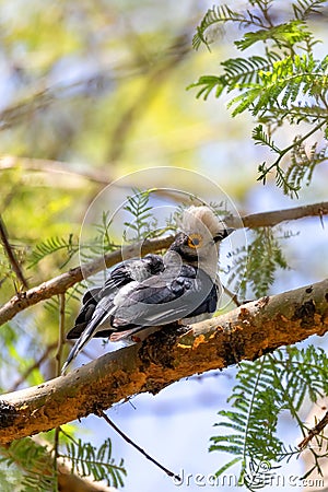 Hite-Crested Helmetshrike bird, Chamo Lake Ethiopia Stock Photo