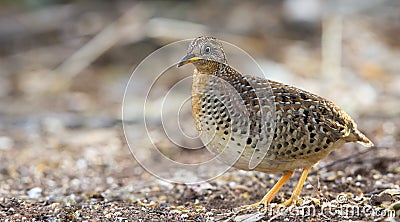 Beautiful bird, Yellow-legged Buttonquail Turnix tanki walk for food on the ground, Bird of Thailand Stock Photo