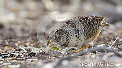 Beautiful bird, Yellow-legged Buttonquail Turnix tanki walk for food on the ground, Bird of Thailand Stock Photo