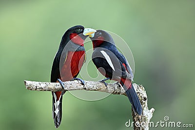 Beautiful birds in Love, Black-and-red broadbill & x28;Cymbirhynchus Stock Photo