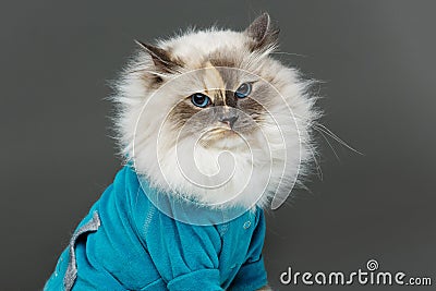 Beautiful birma cat in blue shirt Stock Photo