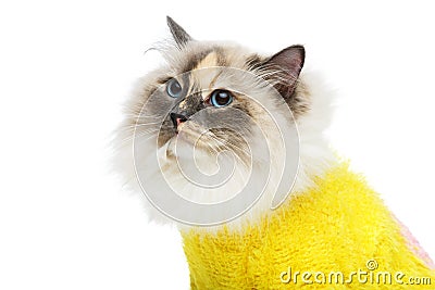 Beautiful birma cat in yellow pullover Stock Photo