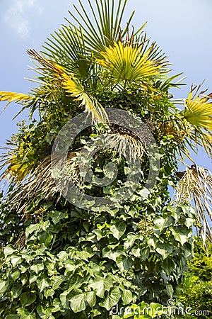 Beautiful Bismarckia nobilis decorating garden. grown as an ornamental plant Stock Photo
