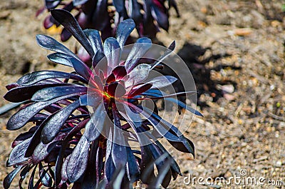 Beautiful Black Aeonium at a botanical garden in spring season. Stock Photo