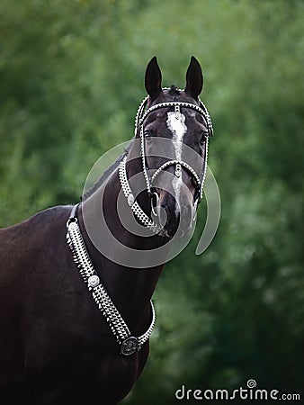 Beautiful black akhal-teke horse with white line on forehead with turkmen bridle and collars on forest background Stock Photo