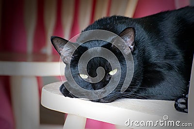 Beautiful black Bombay cat looking at camera. Stock Photo