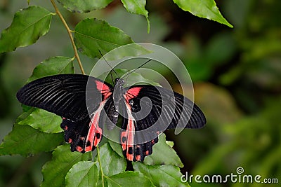 Beautiful black butterfly, Scarlet Mormon or Red Mormon, Papilio rumanzovia Stock Photo