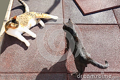 Beautiful black and calico cats on rubber tiles outdoors, above view. Stray animals Stock Photo