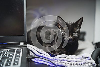 Beautiful black cat sitting on the bed and sleeping Stock Photo