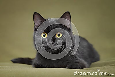 Beautiful black cat with yellow eyes Stock Photo