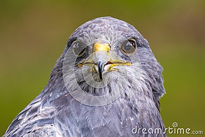Beautiful Black Chested Buzzard Eagle looking straight forward. Stock Photo