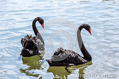 Beautiful black couple swans swim on the pond Stock Photo