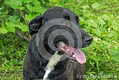 A beautiful black dog, abandoned somewhere in a village in Europe Stock Photo