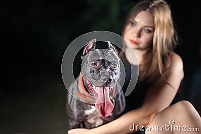 Beautiful black dog of american pitbull terrier breed, with attentive look, opened mouth with long tongue, old school ear cut, and Stock Photo