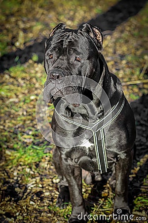 Beautiful black dog sit. portrait Cane Corso. outdoor. Stock Photo