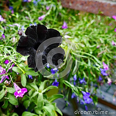 Beautiful black flower growing eagerly Stock Photo