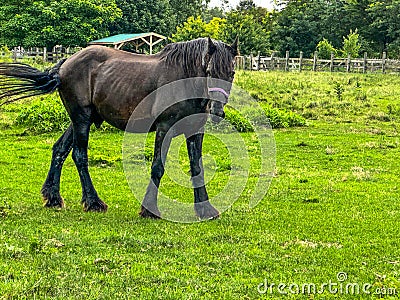Beautiful black Friesian horse in field Stock Photo
