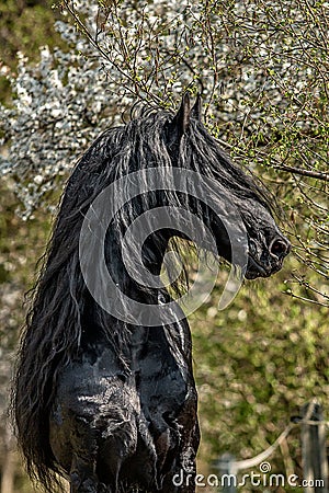 Beautiful black friesian stud stallion Stock Photo